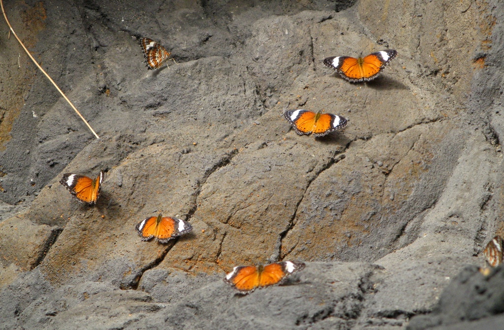 Butterflies on Rock